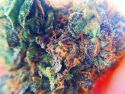 nickijuana:  Taken with an iPhone 5s