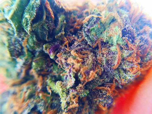 nickijuana:  Taken with an iPhone 5s porn pictures