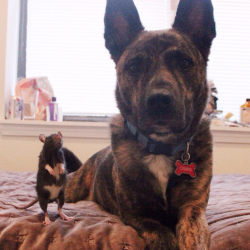 duel-styx:  catsbeaversandducks:  Osiris and Riff Ratt Osiris is a 3-year-old Dutch Shepherd mix. Riff Ratt is a 3-month-old fancy rat. They live in Chicago and they’re BFFs. Photos by ©Osiris + Riff Ratt  It may be an actual crime not to reblog this.