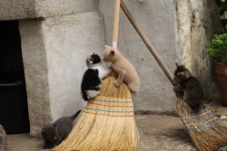 bethanythemartian: madgastronomer:  vampirbf: what if we kissed on the broom (and we’re both cats) They were broom-mates?  Oh my god, they were broom-mates 