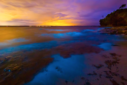 nubbsgalore:  the bioluminescent noctiluca scintillans — an algae known otherwise as sea sparkle — of australia’s jervis bay. photos by (click pic) andy hutchinson, joanne paquette and naomi paquette. see also: more bioluminescence posts) 