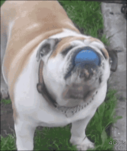 4gifs:  Bulldog surprised when his ball trick