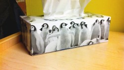 I associate you with baby penguins now, so even at work I get a reminder that Monochrome is a beautiful thing.that is the greatest tissue box i have ever seen and i want one