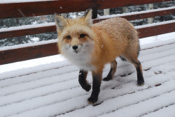  Snowy Fox by Rob Lee 