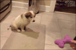 leothelion2011:  girl-non-grata:   Living with a dog is like having a furry drunk person following you around all the time.   Yay a whole new gif set