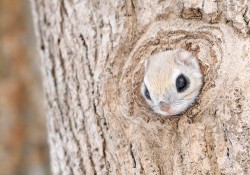 aliciaaadani:  asksecularwitch:  manboobmaiden:  acatnamedhercules:  WHAT ARE YOU  japanese dwarf flying squirrel  INSTEAD HERE’S A CUTE THING.  this is me
