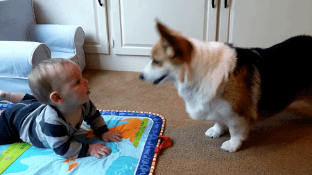 gifsboom:  Corgi Dog Tries to Get Baby to Play with Him. [video]  Chase me, little hairless creature chase me!