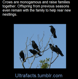 ultrafacts:American crows are monogamous cooperative breeding birds. Mated pairs form large families of up to 15 individuals from several breeding seasons that remain together for many years. Offspring from a previous nesting season will usually remain
