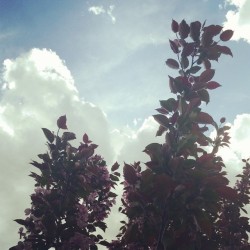 Sky #snaphappyjune #day3 #junephotochallenge #sunnysky #pinktrees