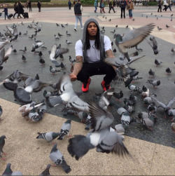 ilovesmeggy666:  methhomework:  waka with a flocka pigeons  one of the best pictures ever taken ever by anyone ever 