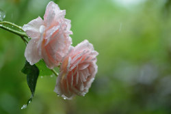 tulipnight:  Rose in the rain by myu-myu