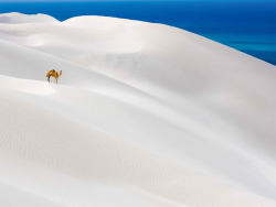 Sea of white (Socotra Island in the Indian Ocean, 240km east of the Horn of Africa). Due to its extreme isolation, a third of its plant life is found nowhere else on Earth. The pic links to a blog with photos of some of the outlandish flora found in this