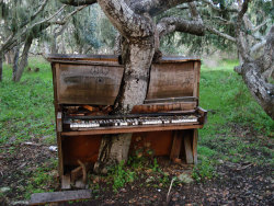 dalekplz:amby-chan:  The Old Piano Tree, California Trees Winning Against Concrete In Hong Kong Abandoned Inner City Railway In Paris Bicycle Eaten by A Tree On Vashon Island, Washington Abandoned Shopping Mall Taken Over By Fish In Bangkok Old Abandoned
