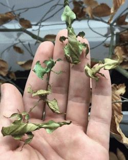 naomicdragonne:  sixpenceee:  Look at these Phyllium Philippinicum or leaf bugs.  I seriously thought they were playing with a twig full of shriveled up leaves. FUCK MAN 😲 