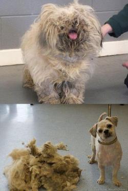 jaideputa:  Perro abandonado antes y después de cortarse el pelo 