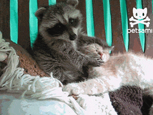 mercurymoans:  Raccoon cuddles cat. Raccoon cuddles cat.Raccoon cuddles cat.  Cute ass raccoon cuddles motherfucking kitty cat.  