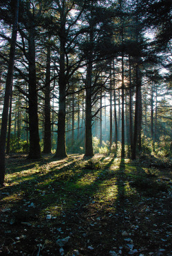 eartheld:  ancientdelirium:  Forêt de Cèdres,