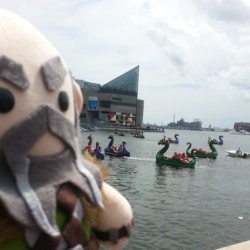TOO MANY DRAGONS  Still in Baltimore! This makes me wanna cosplay windwaker Link. I don&rsquo;t wanna go home yet!  Dwalin plush by niteowlworkshop