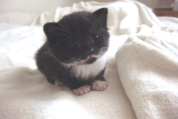 ayellowbirds:  oh my goodness, it’s so teeny and it looks like it has a beard and  mustache and LOOK AT THOSE EYEBROW WHISKERS. It’s like a little old man in adorable kitten form. 