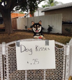 grim-badwolf:  We had a garage sale today and our friend’s dogs Turbo and Maya came over to help Ein out.