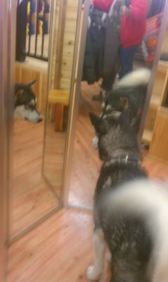 killaguhrilla:  Skeeter saw himself in the mirror for the first time today. He growled at that weird dog in the mirror. It was hilarious.