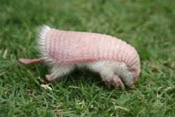 reallifeishorror:  The Chlamyphorus truncates, or more commonly, the pink fairy armadillo, is a boney armored, yellowish furred, mammal of the Dasypodidae family, usually 3.5 – 4.5 inches in length.Found in and around both the sandy and grassland terrain