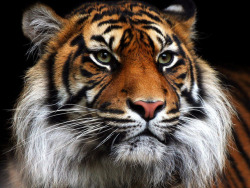 Mesmerizing stare (Siberian Tiger)