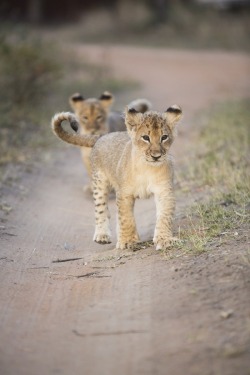 eqiunox:  Baby Lions by Alroy Willis on Fivehundredpx