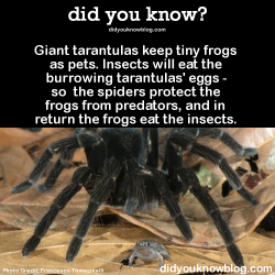 bogleech:  did-you-kno:  Giant tarantulas keep tiny frogs (Chiasmocleis ventrimaculata) as pets. Insects will eat the burrowing tarantulas’ eggs - so the spiders protect the frogs from predators, and in return the frogs eat the insects. Source  This