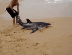 crystallineclears:  mayordamoose:  zillah975:  konora:  gifsboom:  Man Saves a Shark  look at that man. When the shark starts thrashing around he just lets go and calmly takes a step back and waits for it to be done. Then it’s back to work. What a badass.