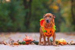 handsomedogs:  Trick or treating? Yes mom,