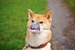 neuken-liefde:  tibets:  a dog wearing a dolphin nose mask  watcha gon do faggit