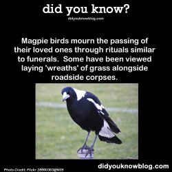 did-you-kno:  Magpie birds mourn the passing of their loved ones through rituals similar to funerals.  Some have been viewed laying ‘wreaths’ of grass alongside roadside corpses. Source 