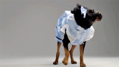 tastefullyoffensive:  Video: Angry Dogs in Cute Costumes