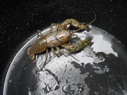 stunningpicture:  Lobster in a bucket looks like a gigantic monster on a metallic planet, and the waterdrops look like stars. 