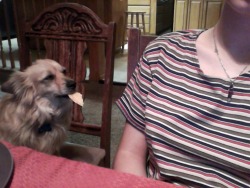 zftw:  genderthief:  i gave my dog a tortilla chip ten minutes ago and she won’t fucking eat it she’s just staring at me with it in her mouth    she’s waiting for the salsa  Yup totes waiting for some dip