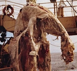 sixpenceee:  Zuiyo-maru Carcass In April 1977, thirty miles off the coast of New Zealand, a net of a Japanese fishing boat, the Zuiyo-maru, caught a huge animal carcass of an unknown origin. The creature was 33 feet long and weighd about 4000 pounds.
