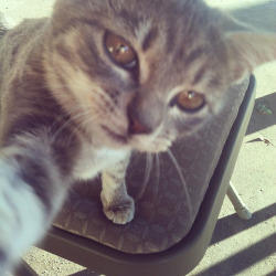 geekishchic:  nyurt:  cat selfies  i s2g