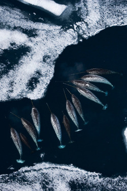 omigawdrly:   adornstudio: Narwhals in Sea Ice | AS  omggggg the cutest 