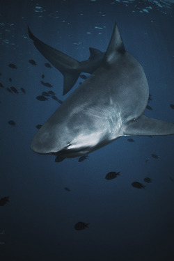envyavenue:  Bull Shark 