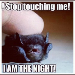 freyjaveda:  #iamthenight #bat #babybat  (at Golden Axe Tattoo)  Lol
