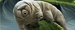 mindblowingscience:  The tardigrade genome has been sequenced, and it has the most foreign DNA of any animal  Scientists have sequenced the entire genome of the tardigrade, AKA the water bear, for the first time. And it turns out that this weird little