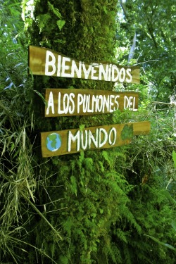 por-la-ventana:  welcome to the world’s lungstemperate rainforestisla grande de chiloé, chile 
