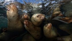 Underwater Photograph of the Year Contest