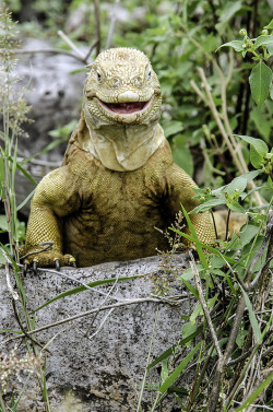 funkysafari:  Land iguana, Galapagos by Renato Granieri  IT&rsquo;S SO HAPPY