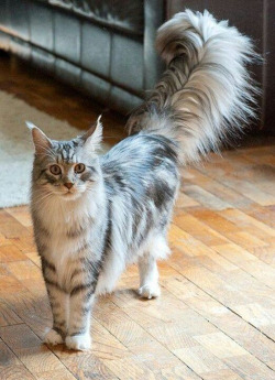 rainbowbarnacle:  hypotheticalwoman:  kittehkats:  Tail Floofs, We Got ‘Em! Kitties with super fluffy tails. gif from the fluffiest tail you’ve ever seen on a cat video, by hitsujiinhamilton   Bizkit has found her people  I am completely happy. OuO