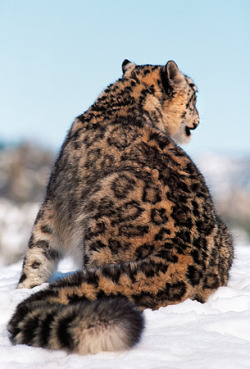 theanimaleffect:  Snow Leopard With Back