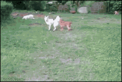 giantgag-official:  Funny pictures of the day (122 pics) Dog Jump Fail (gif)