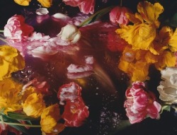 wetheurban:  ART: Margriet Smulders’ Narcotic Floral Tableaux Margriet Smulders photography evokes that feeling of the great Dutch painters of the seventeenth century with theatrical scenes of flowers and fruit. Lush and strangely erotic with the use