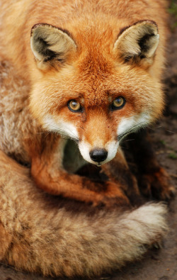 10bullets:  British Red Fox by Chris Gilligan